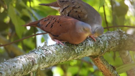 Ruddy-Ground-Dove-Pair-Perching-In-The-Woods-Of-Mexico