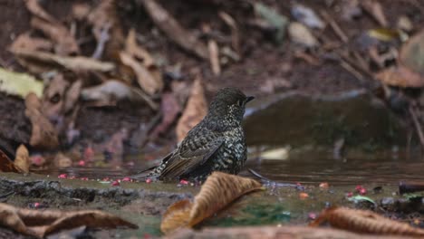 Alejándose-Para-Revelar-Esta-Ave-En-El-Agua-Mientras-Se-Mira-Hacia-La-Derecha,-Zorzal-De-Garganta-Blanca-Monticola-Gularis,-Tailandia