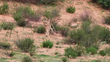 Lionesses-Walking-On-Savannah-Among-Bushes-In-African-Safari