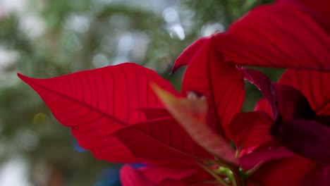 Details-of-a-red-Christmas-Poinsettia-leaves,-a-common-seasonal-household-decoration