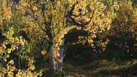 Birkenbäume,-Die-Mit-Leuchtend-Gelben-Herbstblättern-Bedeckt-Sind-Und-Im-Parallax-Video-Von-Der-Morgensonne-Hinterleuchtet-Werden