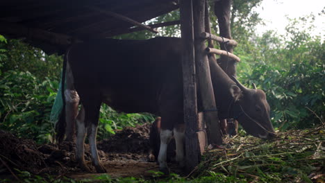Side-Portrait-Of-Cow-In-Shelter-Grazing-On-Grass-In-Tropical-Forest-In-Indonesia