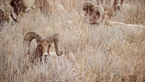 Bighorn-sheep-grazing-in-the-Garden-of-the-Gods,-Colorado,-amid-dry-grass