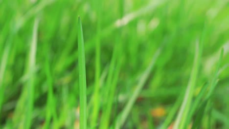 close-up,-single-grass-leaf-in-focus-with-a-spider-web-string-attached-to-it