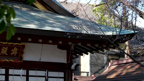 Templo-Japonés-Típico-Con-Flores-De-Cerezo-En-Flor-Temprana