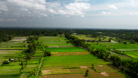 Vista-Aérea-De-Vibrantes-Campos-De-Arroz-Verdes-En-Indonesia