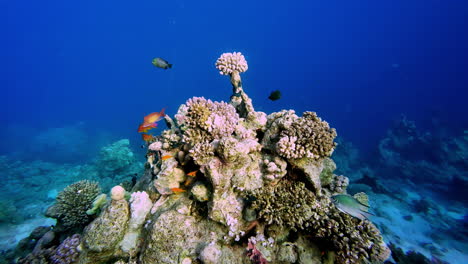 Buzo-Visitando-El-Vibrante-Arrecife-De-Coral-Y-La-Vida-Marina-En-El-Fondo-Del-Mar-Rojo