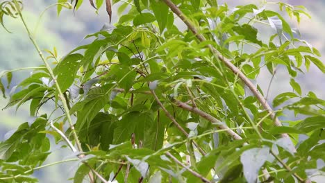Blauhals-Tanager-Natur-Natürlichen-Lebensraum-Thront-Im-Baum-Vor-Dem-Abflug