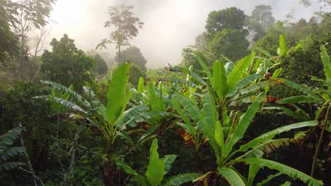 Plátanos-Tropicales-Cerca-De-Las-Montañas-Amazónicas-De-Rionegro-En-Antioquia,-Colombia
