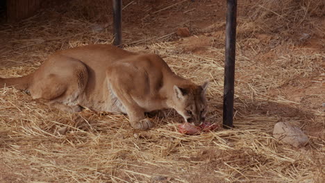 Mountain-lion-in-enclouser-eating-raw-meat-chunck-while-resting