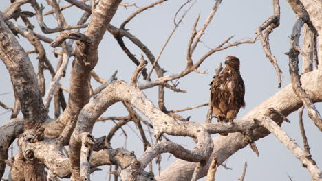 Wachsamer-Steinadler-Mit-Braunem-Gefieder-Thront-Auf-Einem-Blattlosen-Ast-Im-Südlichen-Afrika