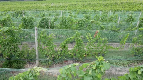 Rows-of-vine-in-vineyard-on-Old-Mission-Peninsula,-in-Grand-Traverse-Bay,-Michigan,-USA