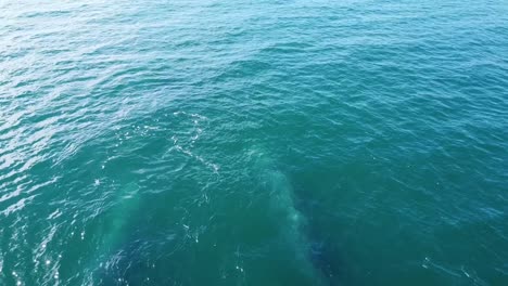 Couple-of-grey-whales-swimming-underwater