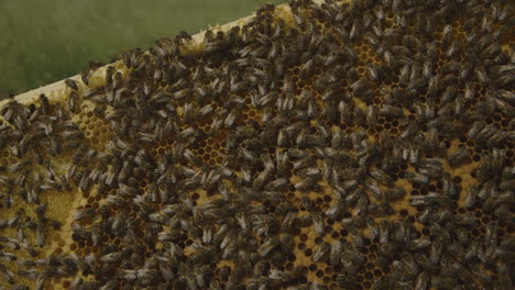 Macro-shot-of-bees-in-a-hive