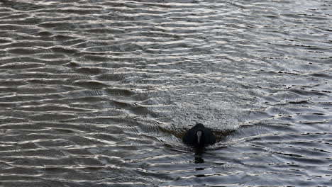 coot-is-swimming-at-water
