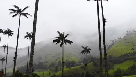 Aerial-of-tall-Palm-Trees-with-stunning-misty-mountains-in-the-background,-4K