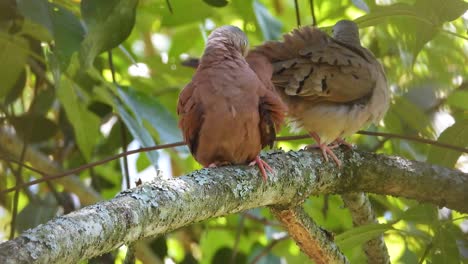 Par-De-Palomas-Terrestres-Columbinas-De-Pecho-Liso-Macho-Y-Hembra-En-La-Vega,-Colombia