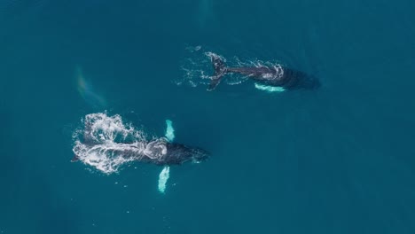 Close-up-aerial-birdseye-view-of-two-humpback-whales-surfacing-and-blowing-multiple-times