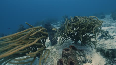 Cozumel.-Riff-Und-Strömung.-Mexiko.-Unterwasservideo