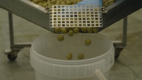 Selected-Italian-olives-placed-in-the-bucket-after-harvesting-and-washing