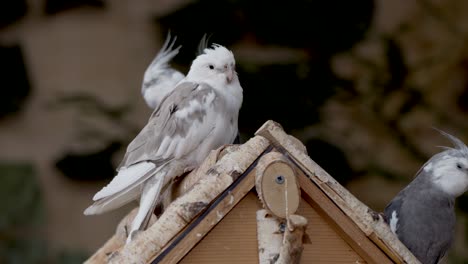 Cute-Cockatiel-bird-perched-on-Birdhouse-in-nature,Close-up-shot