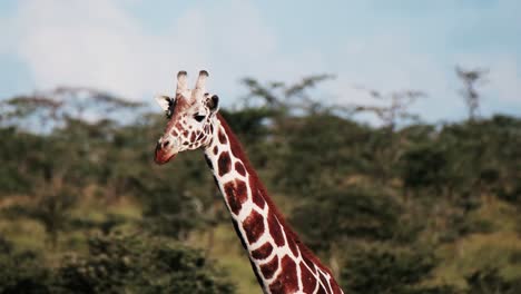 Cerca-De-La-Cabeza-De-Jirafa-Y-El-Cuello-Largo-En-Masai-Mara,-Kenia