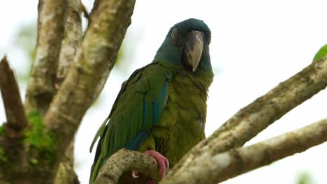 Close-up-shot-of-a-Blue-headed-macaw,-primolius-couloni-perched-and-resting-on-the-branch,-dozing-off-on-the-tree-during-the-day,-with-its-eyes-slowly-closing,-a-vulnerable-parrot-bird-species