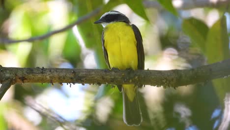Great-Kiskadee-Bird-Sitting-On-A-Branch-In-Tropical-Forest-In-Argentina