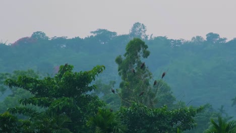 Eagles-sitting-on-tree-branch-in-the-Amazon-rainforest,-static-telephoto-view