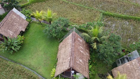 Row-of-thatched-bungalows-in-hut-style-amid-rural-nature-and-rice-fields,-Aerial