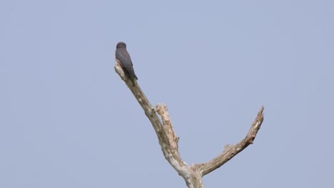 Seen-from-its-side-while-looking-towards-the-camera-and-around-choosing-the-best-insect-to-catch-and-eat,-Ashy-Woodswallow-Artamus-fuscus,-Thailand