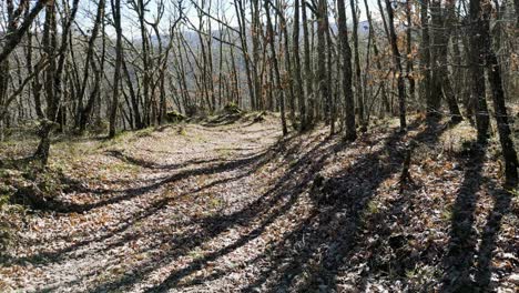 Walking-along-path-with-sun-flare-between-leafless-oak-and-chestnut-trees-in-rural-Ourense-Spain-mountains