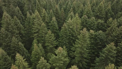 Antena-De-Un-Bosque-De-Abetos