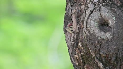 La-Cámara-Se-Aleja-Y-Se-Desliza-Hacia-La-Derecha-Mientras-Se-Ve-A-Esta-Ave-Asomando-Desde-Su-Nido,-El-Pájaro-Carpintero-De-Pecho-Moteado-Dendropicos-Poecilolaemus,-Tailandia