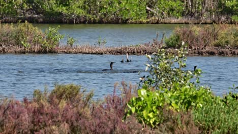 Die-Kamera-Verfolgt-Diesen-Fressrausch,-Während-Sie-Alle-Nach-Rechts-Gehen-Und-Den-Besten-Fisch-Zum-Essen-Finden,-Den-Kleinen-Kormoran-Microcarbo-Niger,-Thailand