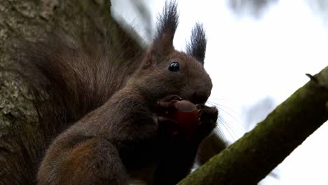Nahaufnahme-Eines-Roten-Eichhörnchens,-Das-Auf-Einem-Ast-Nahrung-Zu-Sich-Nimmt