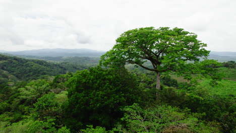 Orbit-shot-around-deciduous-tree-on-hilltop