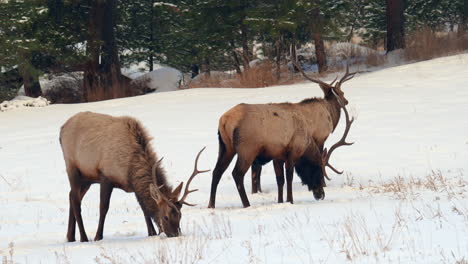 Buck-Bull-Elk-herd-Colorado-Yellowstone-National-Park-Montana-Wyoming-Idaho-wildlife-animals-sunset-winter-eating-grass-open-snow-meadow-males-deer-Denver-front-range-backcountry-buck-hunter-still