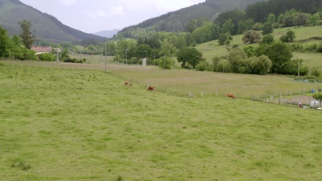 Vista-Aérea-Del-Rebaño-De-Vacas-Pastando-En-El-Paisaje-De-Pradera-Verde,-Entorno-Rural
