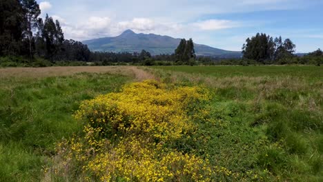 Clip-De-Película-En-La-Naturaleza-En-Un-Pequeño-Campo-De-Flores-Con-El-Volcán-Corazón-Estirándose-Al-Fondo