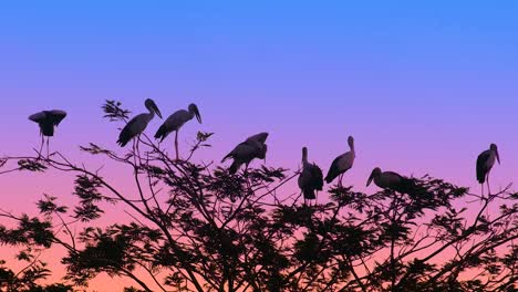 Storchenvögel,-Die-In-Der-Abenddämmerung-Auf-Ästen-Sitzen,-Mit-Lebendigem-Dämmerungshimmel