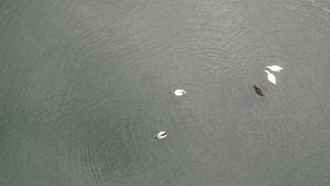 Luftaufnahme-Von-Enten,-Die-In-Einem-See-Schwimmen,-Umgeben-Von-üppigen-Azorenlandschaften-In-Sete-Cidades