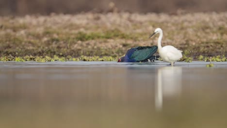 The-grey-hooded-Swamphen-Taking-Bird-bath-in-lake