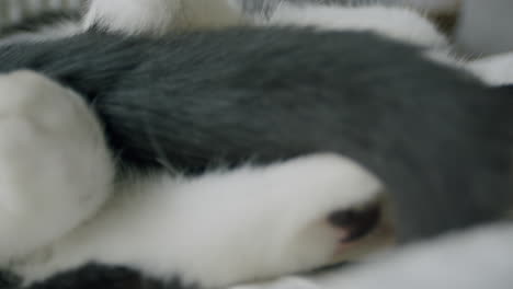 Cat-asleep,-bundle-of-fur