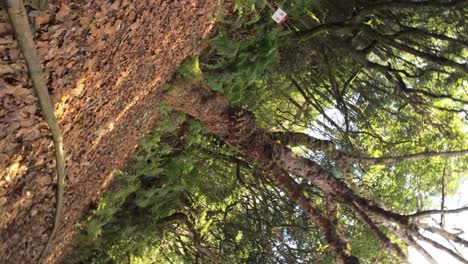 Drehaufnahme-Majestätischer-Bäume-Im-Lorbeerwald-Auf-Der-Insel-Madeira---Zeitlupe