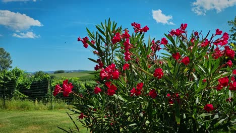 Malerische-Landschaft-Von-Costagnole-Delle-Lanze-Mit-Blühendem-Baum-Nerium-Oleander