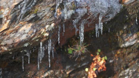 Meltwater-slowly-drips-from-thin-filigree-of-icicles-hanging-from-dark-withered-rocks