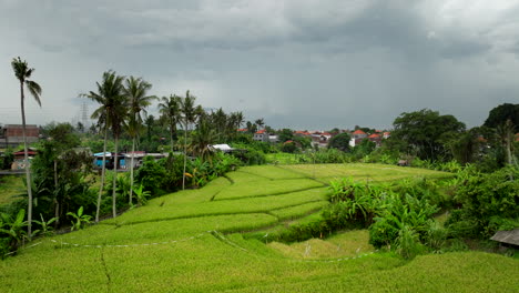 Campos-De-Arroz-En-Asia