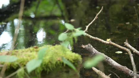 nettle-grow-over-water-brook-in-lost-forest-static-close-up-hide