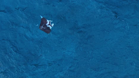 Aerial-drone-static-overview-of-Manta-ray-gliding-across-clear-ocean-water-with-remora-swimming